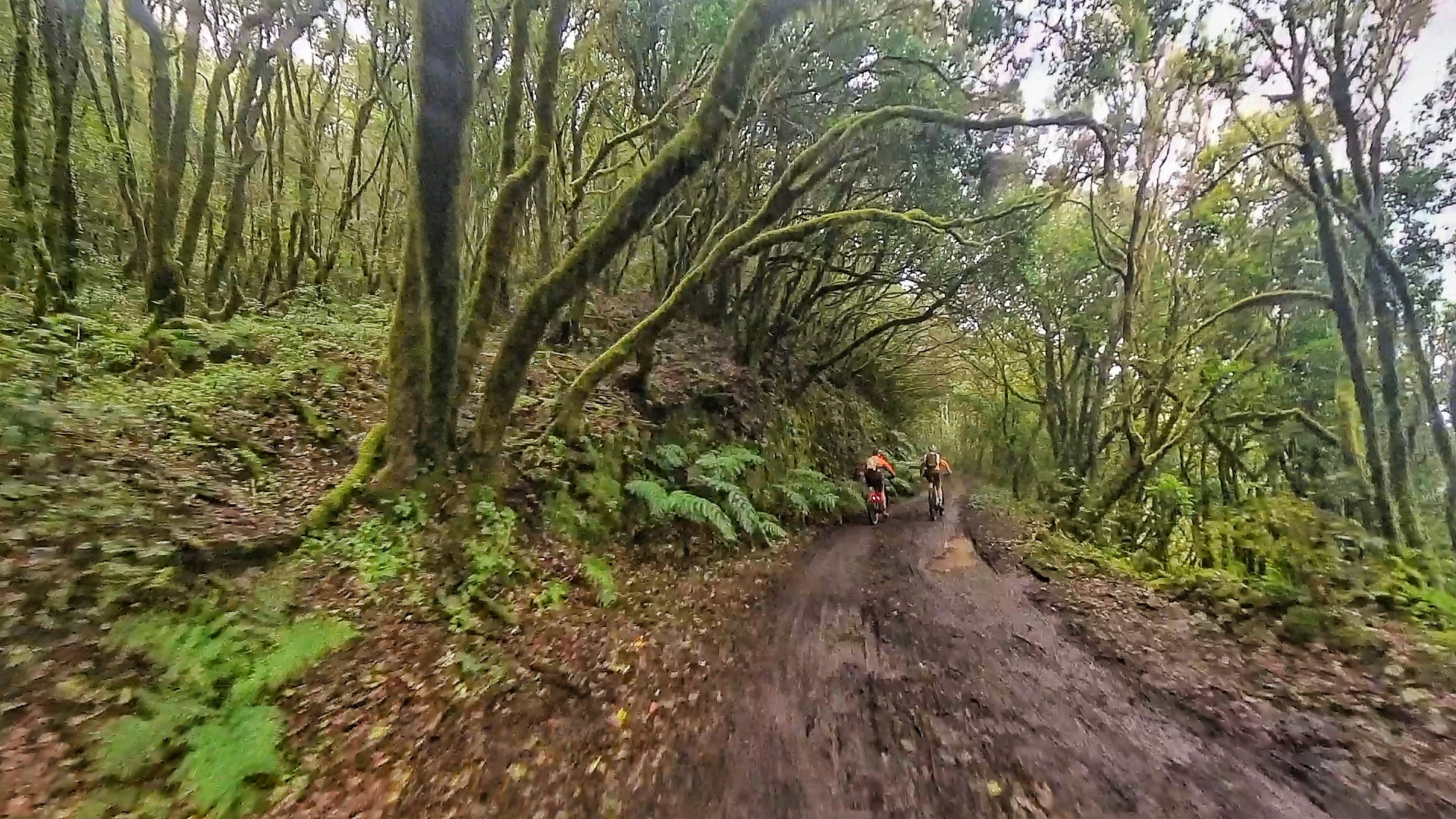VULCAN BIKE LA GOMERA-TRACKS DEL SILBO. 4 Days